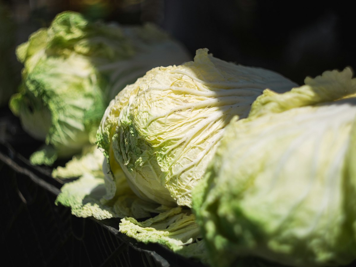 Close-up of napa cabbage heads stacked in warm sunlight